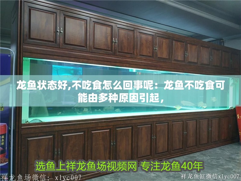 龍魚狀態好,不吃食怎么回事呢：龍魚不吃食可能由多種原因引起，