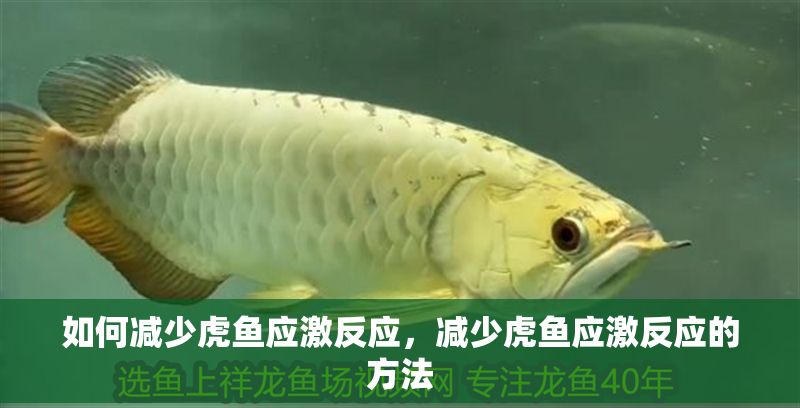 如何減少虎魚應(yīng)激反應(yīng)，減少虎魚應(yīng)激反應(yīng)的方法