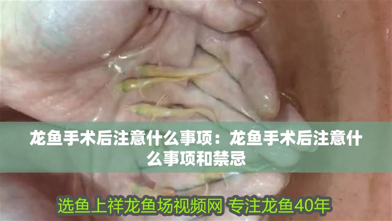龍魚手術后注意什么事項：龍魚手術后注意什么事項和禁忌
