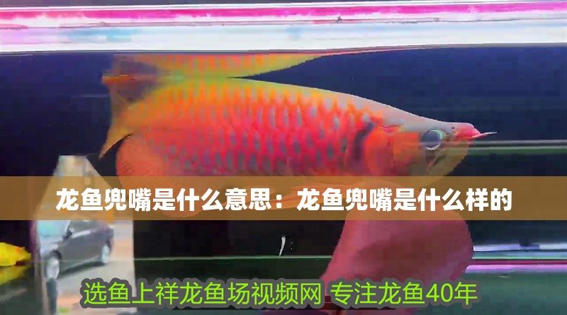 龍魚兜嘴是什么意思：龍魚兜嘴是什么樣的