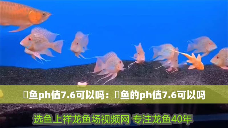 魟魚ph值7.6可以嗎：魟魚的ph值7.6可以嗎