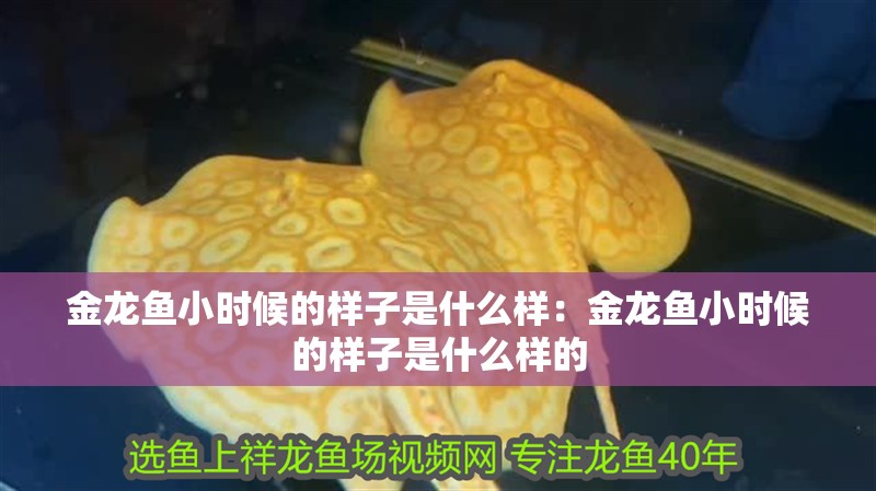 金龍魚小時候的樣子是什么樣：金龍魚小時候的樣子是什么樣的