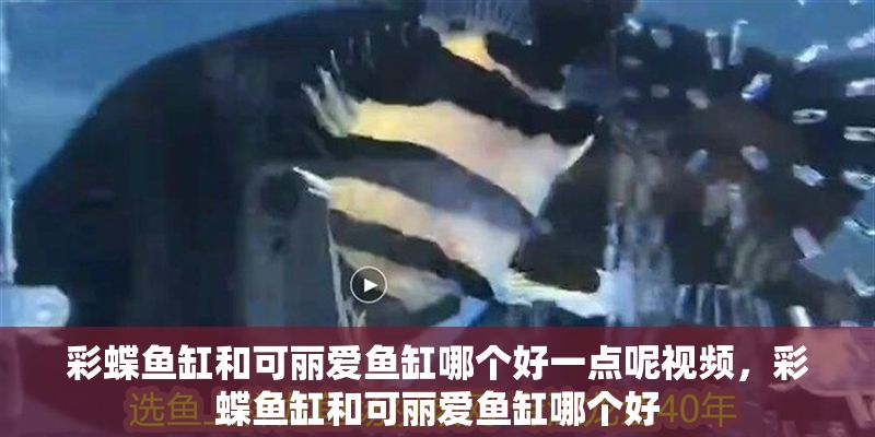 彩蝶魚缸和可麗愛魚缸哪個好一點呢視頻，彩蝶魚缸和可麗愛魚缸哪個好
