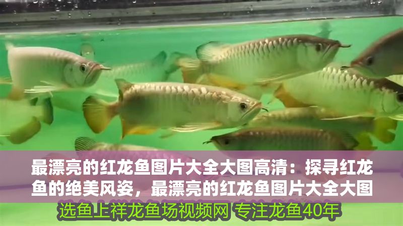 最漂亮的紅龍魚圖片大全大圖高清：探尋紅龍魚的絕美風姿，最漂亮的紅龍魚圖片大全大圖賞析
