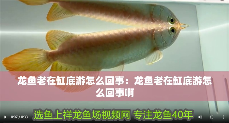 龍魚老在缸底游怎么回事：龍魚老在缸底游怎么回事啊