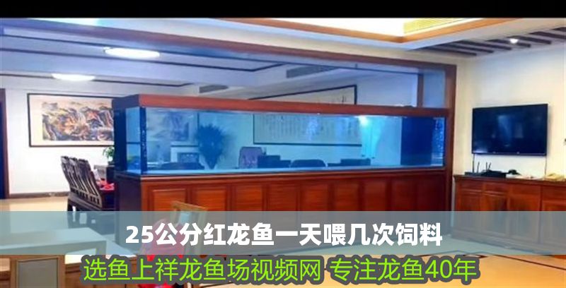 25公分紅龍魚(yú)一天喂幾次飼料