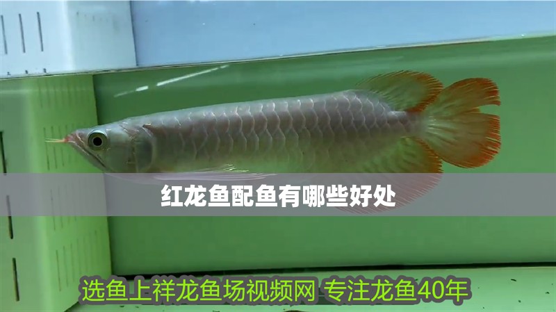 紅龍魚配魚有哪些好處