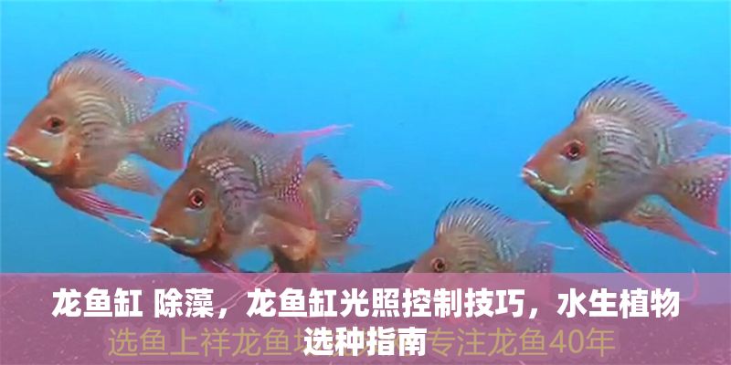 龍魚缸 除藻，龍魚缸光照控制技巧，水生植物選種指南