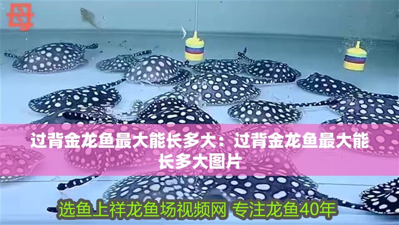 過背金龍魚最大能長多大：過背金龍魚最大能長多大圖片