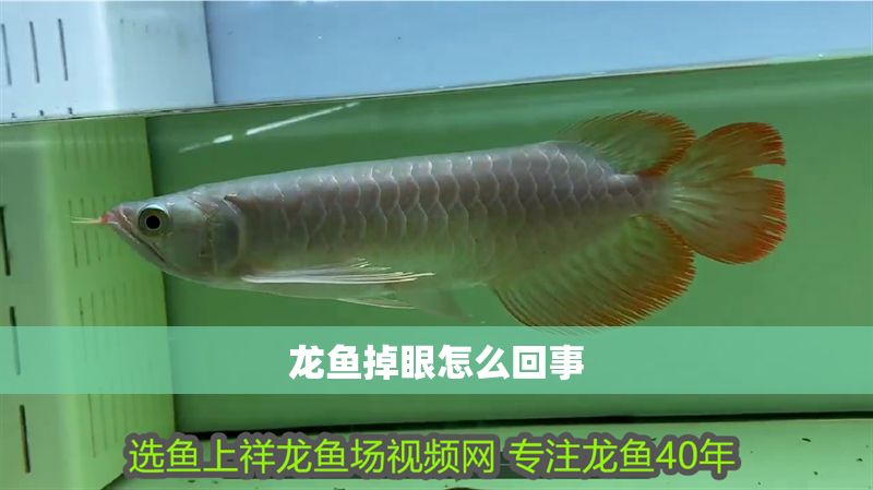 龍魚掉眼怎么回事