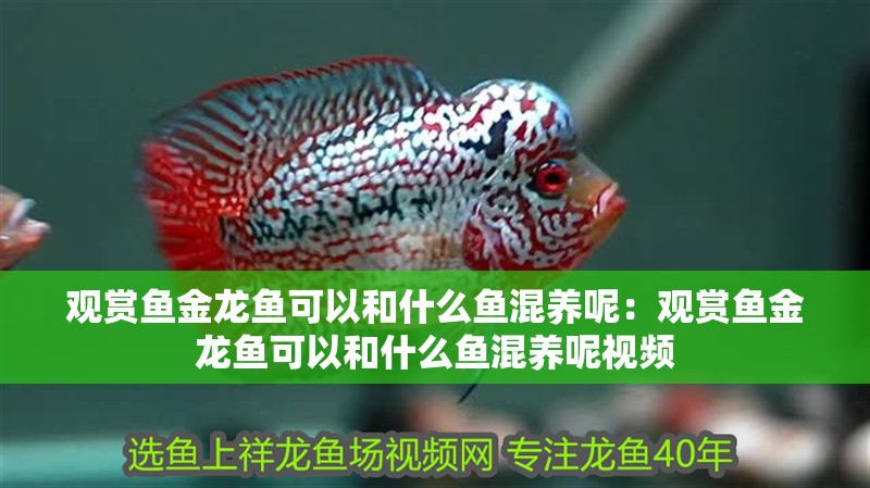 觀賞魚(yú)金龍魚(yú)可以和什么魚(yú)混養(yǎng)呢：觀賞魚(yú)金龍魚(yú)可以和什么魚(yú)混養(yǎng)呢視頻