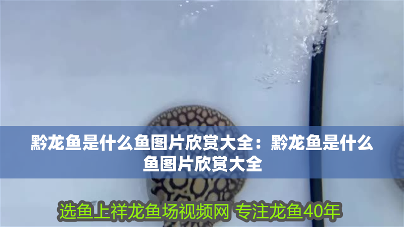 黔龍魚是什么魚圖片欣賞大全：黔龍魚是什么魚圖片欣賞大全