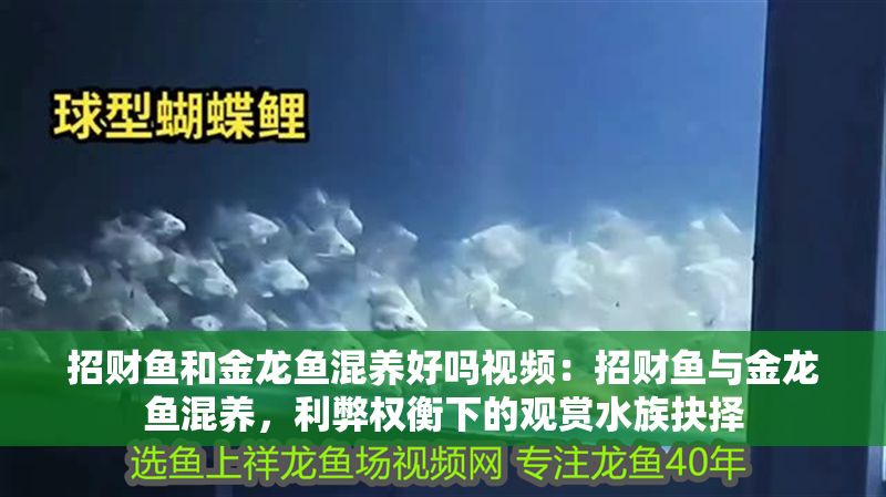 招財魚和金龍魚混養好嗎視頻：招財魚與金龍魚混養，利弊權衡下的觀賞水族抉擇