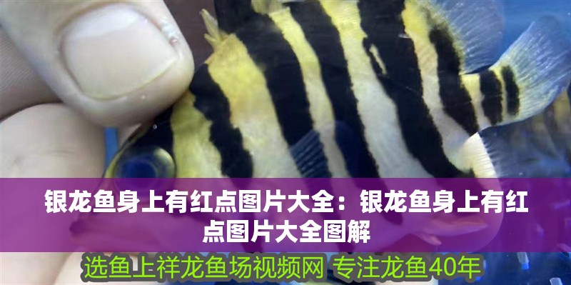 銀龍魚身上有紅點圖片大全：銀龍魚身上有紅點圖片大全圖解
