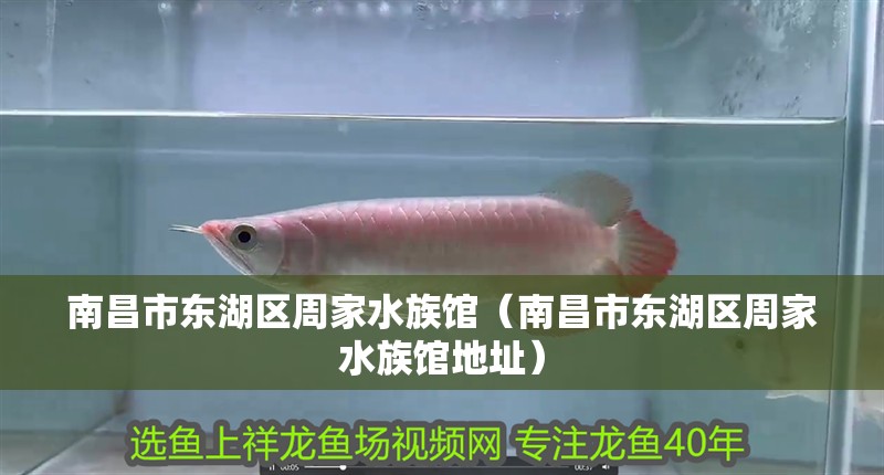南昌市東湖區(qū)周家水族館（南昌市東湖區(qū)周家水族館地址）