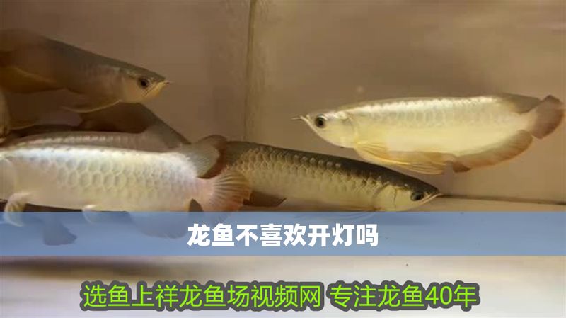 龍魚不喜歡開燈嗎