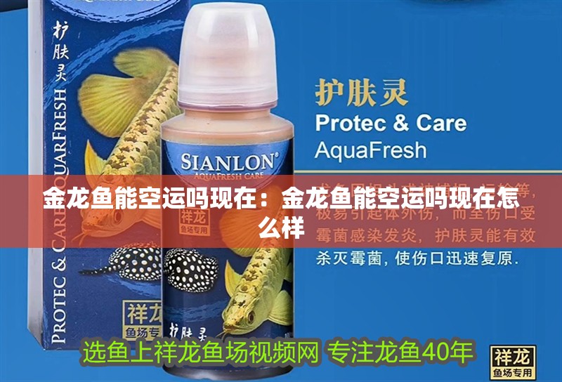 金龍魚能空運嗎現在：金龍魚能空運嗎現在怎么樣