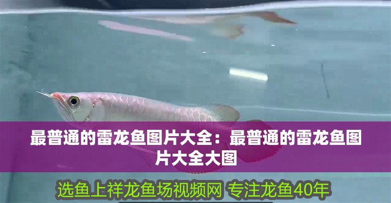 最普通的雷龍魚圖片大全：最普通的雷龍魚圖片大全大圖