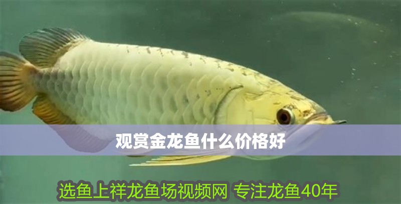觀賞金龍魚什么價格好