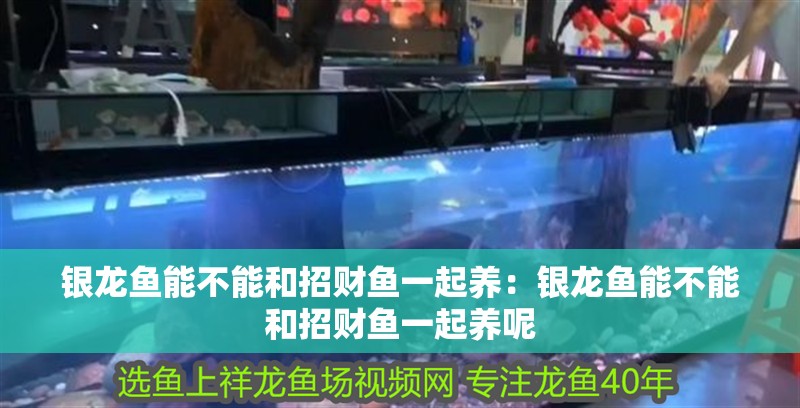 銀龍魚的生長速度快嗎(銀龍魚生長期) 銀龍魚的生長速度快嗎(銀龍魚生長期) 銀龍魚百科