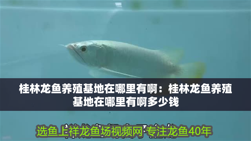 桂林龍魚養殖基地在哪里有啊：桂林龍魚養殖基地在哪里有啊多少錢