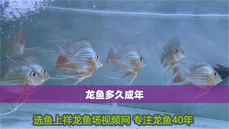 龍魚(yú)多久成年
