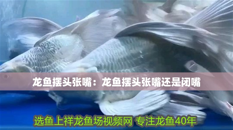 龍魚擺頭張嘴：龍魚擺頭張嘴還是閉嘴