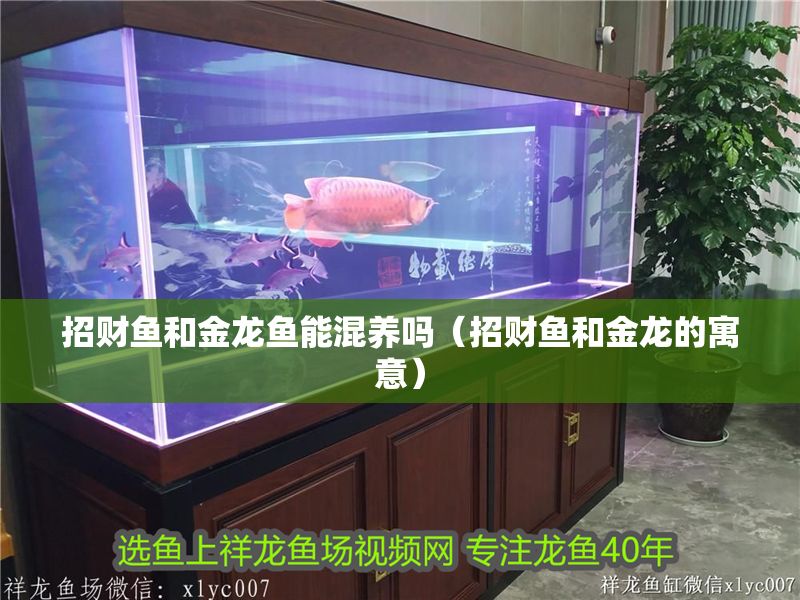 招財魚和金龍魚能混養(yǎng)嗎（招財魚和金龍的寓意）