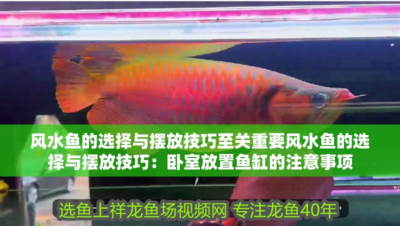 風水魚的選擇與擺放技巧至關重要風水魚的選擇與擺放技巧：臥室放置魚缸的注意事項