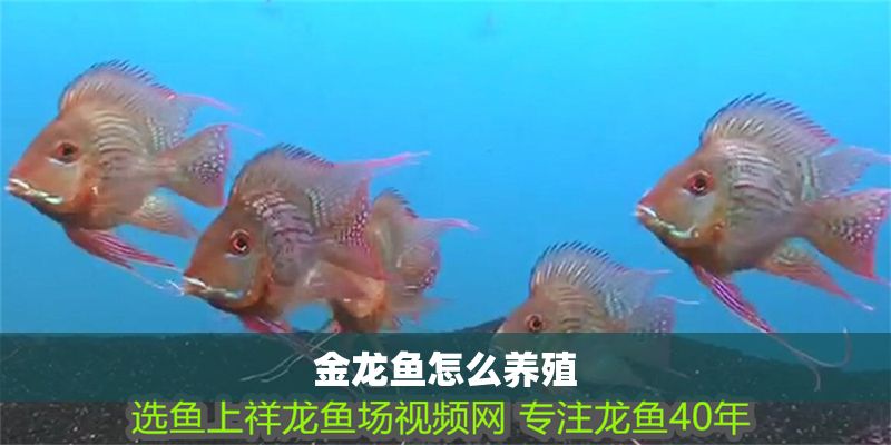 金龍魚怎么養(yǎng)殖