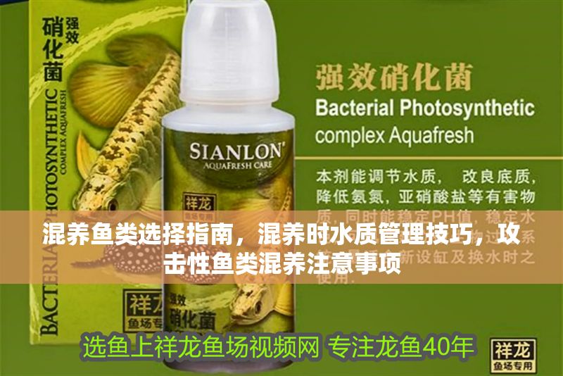 混養(yǎng)魚(yú)類選擇指南，混養(yǎng)時(shí)水質(zhì)管理技巧，攻擊性魚(yú)類混養(yǎng)注意事項(xiàng)