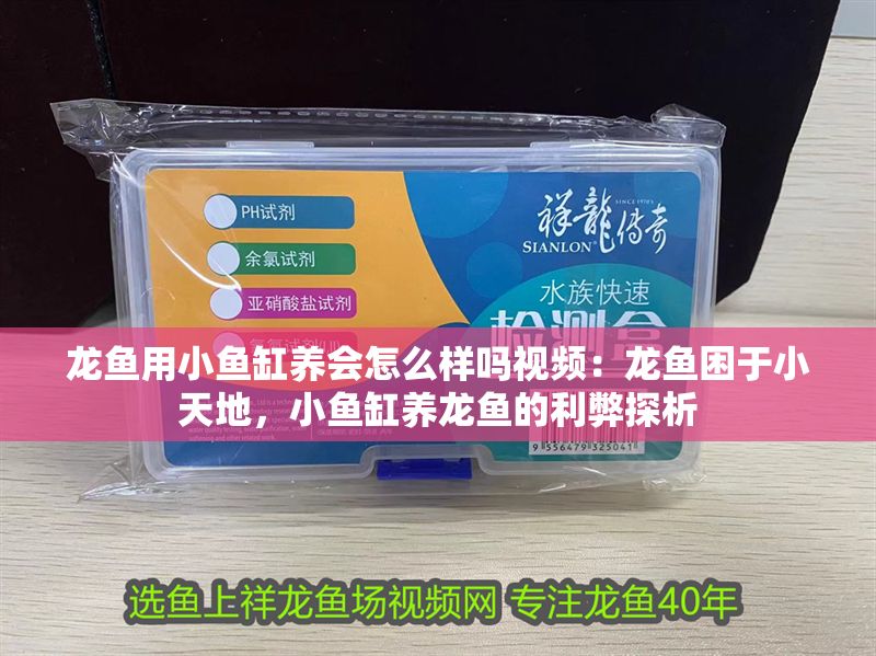 龍魚(yú)用小魚(yú)缸養(yǎng)會(huì)怎么樣嗎視頻：龍魚(yú)困于小天地，小魚(yú)缸養(yǎng)龍魚(yú)的利弊探析