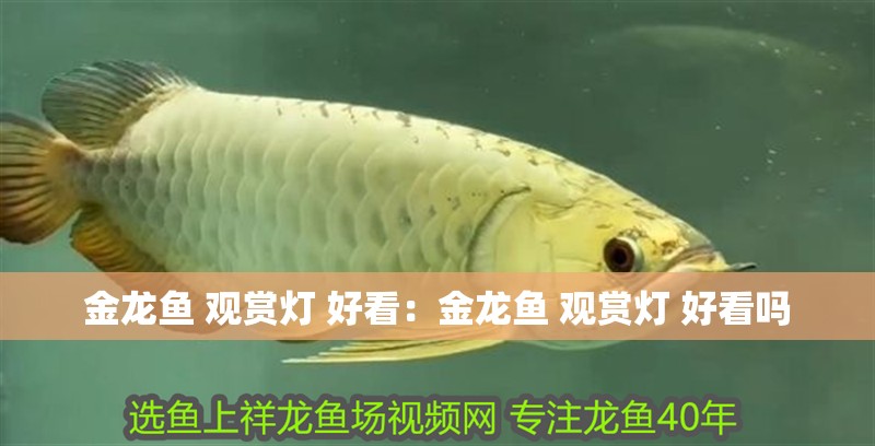 金龍魚 觀賞燈 好看：金龍魚 觀賞燈 好看嗎