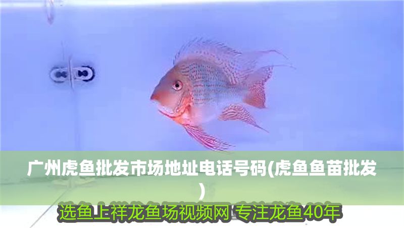 廣州虎魚批發市場地址電話號碼(虎魚魚苗批發)