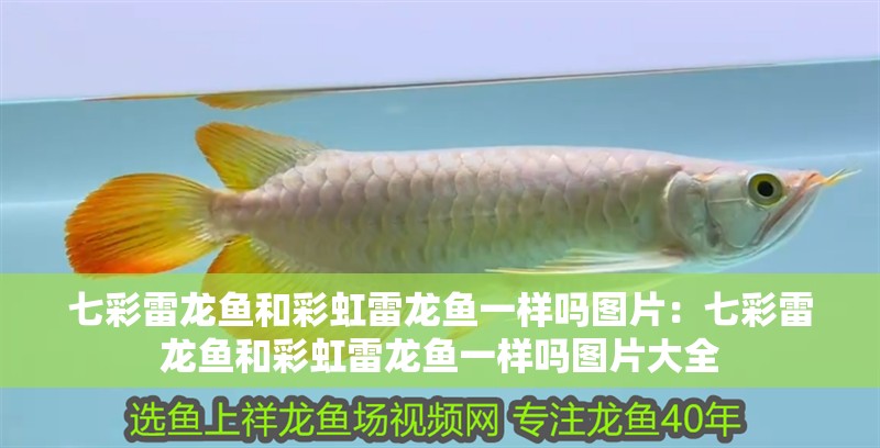 七彩雷龍魚和彩虹雷龍魚一樣嗎圖片：七彩雷龍魚和彩虹雷龍魚一樣嗎圖片大全