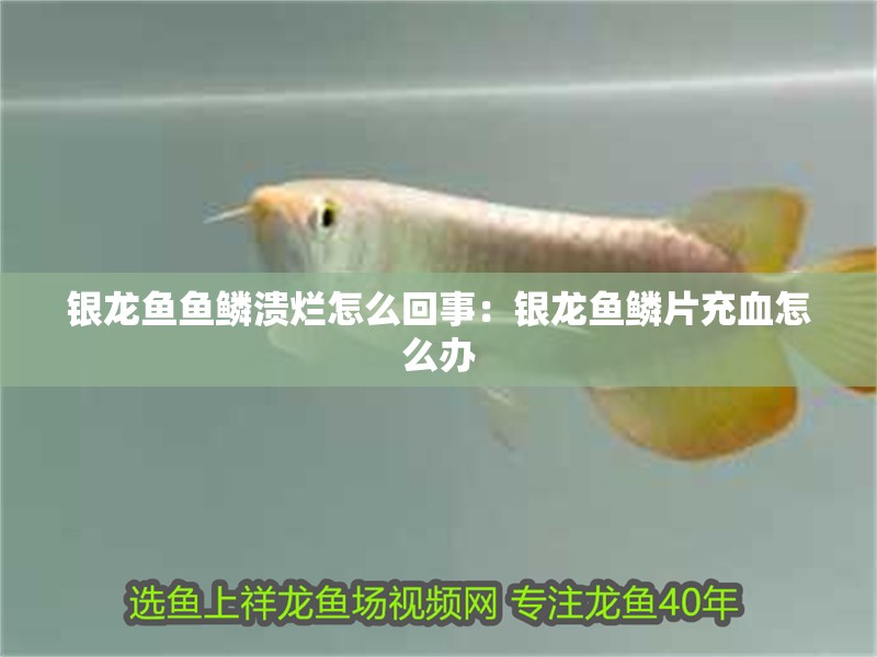 銀龍魚魚鱗潰爛怎么回事：銀龍魚鱗片充血怎么辦
