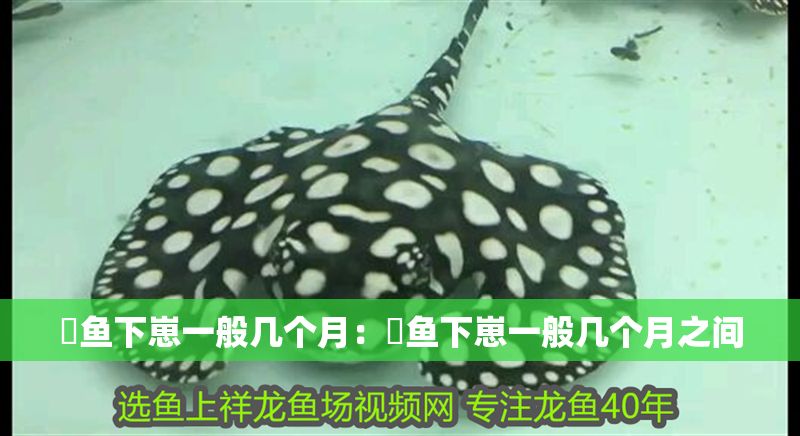 魟魚下崽一般幾個月：魟魚下崽一般幾個月之間 魟魚下崽一般幾個月：魟魚下崽一般幾個月之間 魟魚百科 第2張