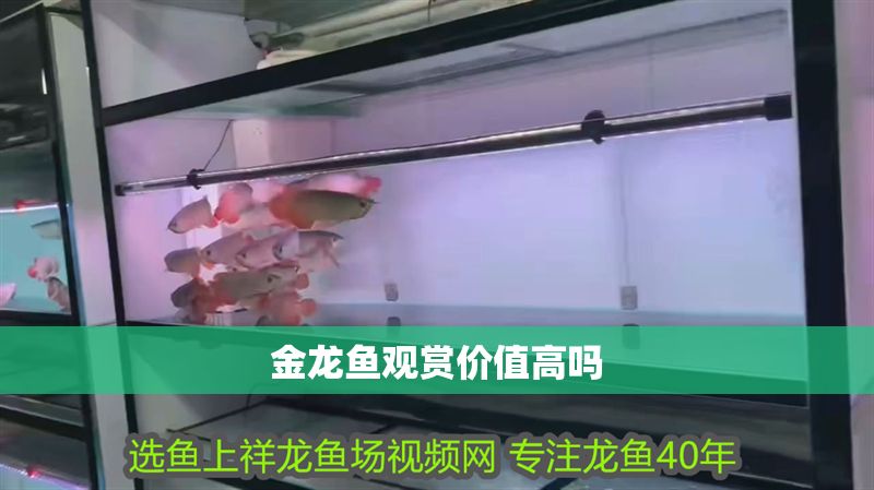 金龍魚觀賞價值高嗎