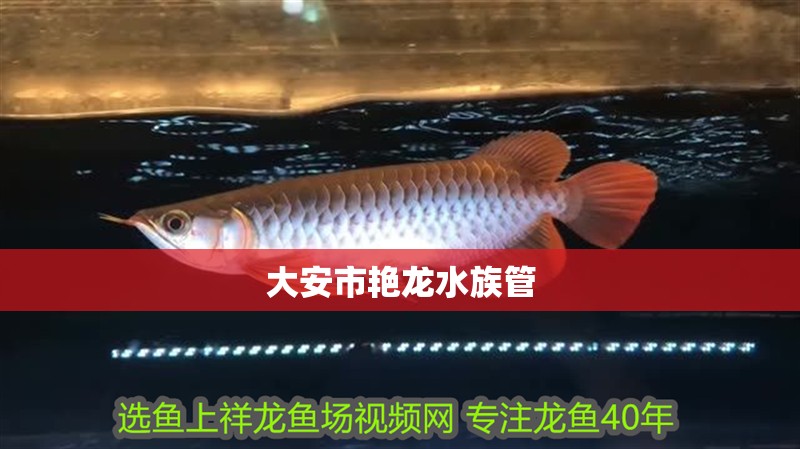 大安市艷龍水族管