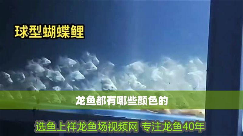 龍魚都有哪些顏色的