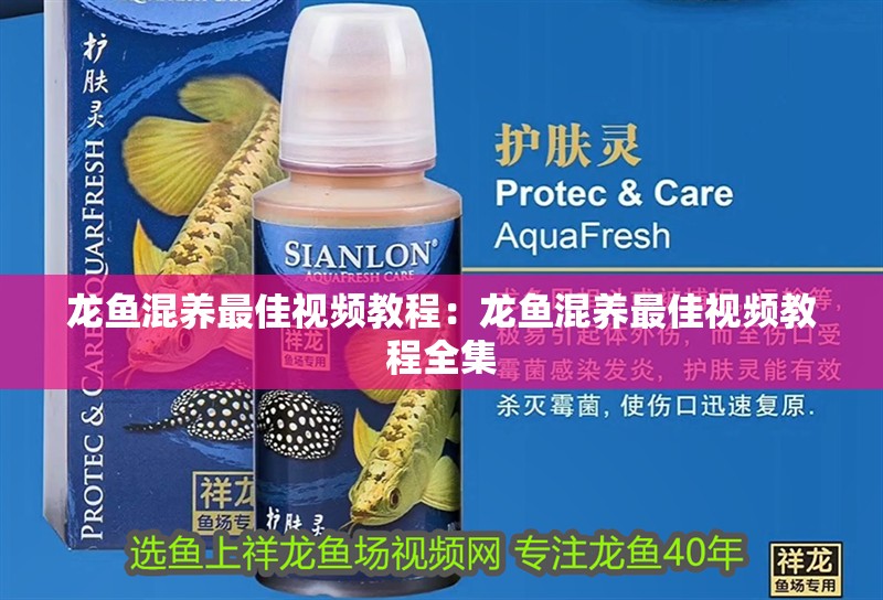 龍魚混養最佳視頻教程：龍魚混養最佳視頻教程全集