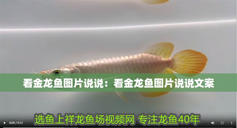 銀龍魚圖片大全大圖公母區別(銀龍魚公母區分圖片)