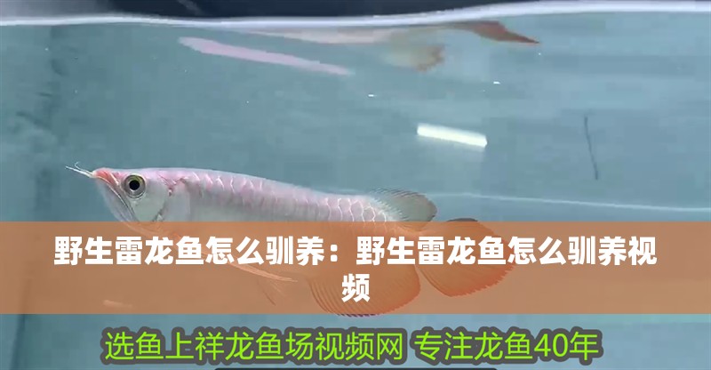 野生雷龍魚怎么馴養(yǎng)：野生雷龍魚怎么馴養(yǎng)視頻