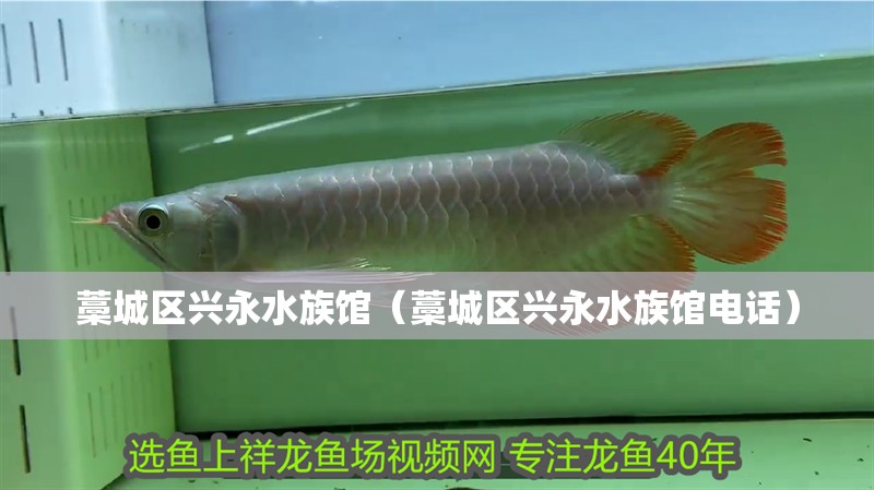 藁城區興永水族館（藁城區興永水族館電話）