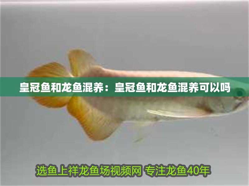 皇冠魚和龍魚混養：皇冠魚和龍魚混養可以嗎