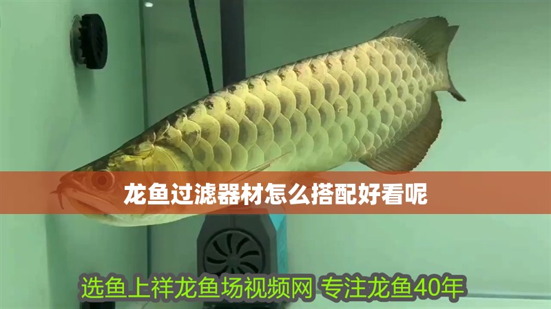 龍魚過濾器材怎么搭配好看呢
