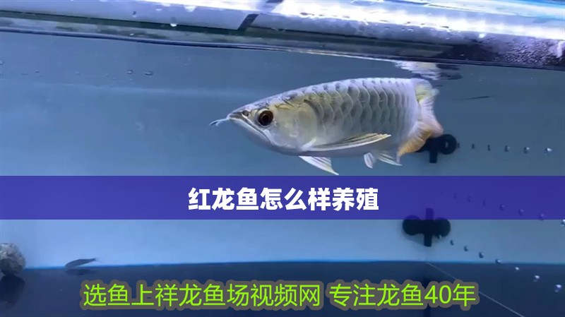紅龍魚怎么樣養殖