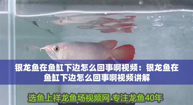 銀龍魚在魚缸下邊怎么回事啊視頻：銀龍魚在魚缸下邊怎么回事啊視頻講解