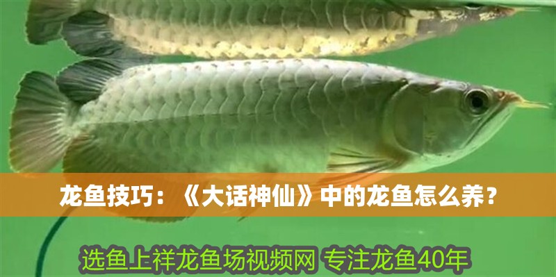 龍魚技巧：《大話神仙》中的龍魚怎么養？