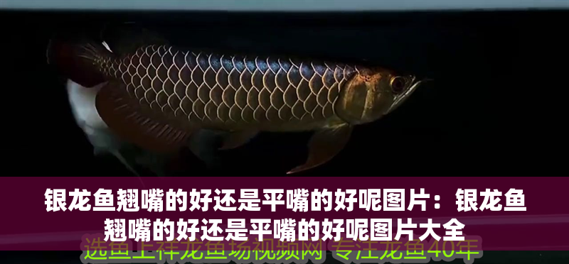 銀龍魚(yú)翹嘴的好還是平嘴的好呢圖片：銀龍魚(yú)翹嘴的好還是平嘴的好呢圖片大全